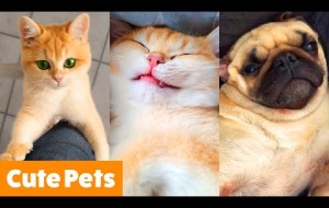 Silliest Cute Animals