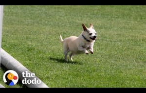 Senior Chihuahua Turns Into A Puppy Once He Finds The Perfect Family