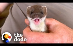 Tiny Baby Stoat Has The Best Reaction When She Meets Someone Like Her 