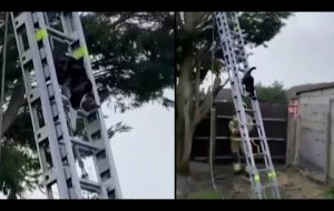 Cat Saves Itself From Tree After Firefighters Pitch Ladder