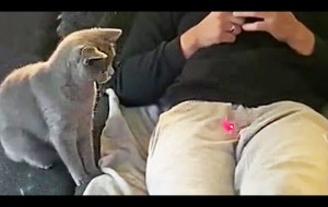 Pets Vs Laser Pointer - Funny Pet Reaction