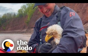 Guy Saves Bald Eagle From Drowning In River | The Dodo Faith = Restored