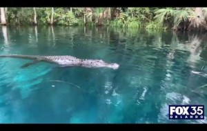 Alligator swims toward woman, tries to bite paddleboard at Central Florida park