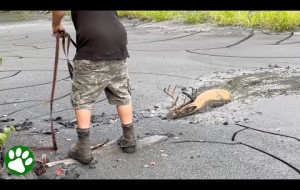 Compassionate Men Rescues Buck Stuck In Mud